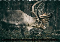 Bernd-Schiedl-Norwegen-Zwischen_Atlantik_und-Barentssee_11