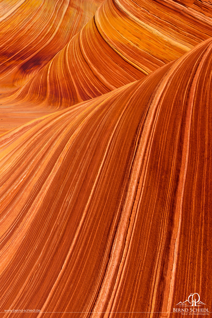 The Wave
