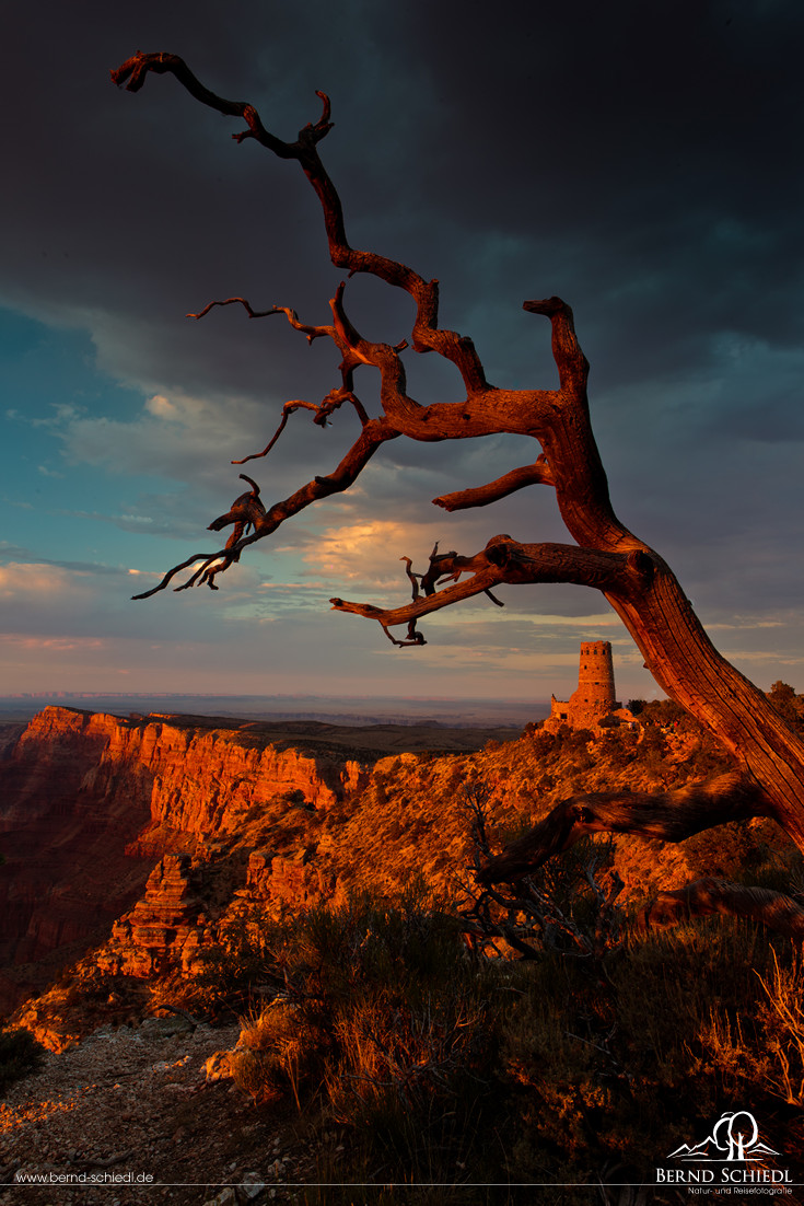 Old Tree at Grand Canyon, Sundown
