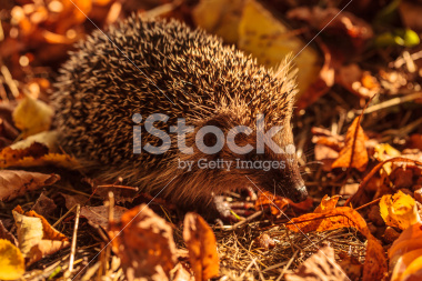 Igel im Wald