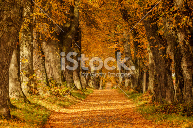 Farbenfrohe Allee im Herbst